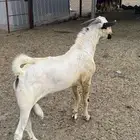 تيس بيشي