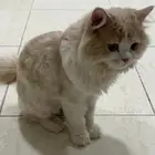 قطو للبيع