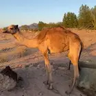 قعود للبيع