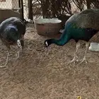 جوز طاووس