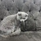 قطوه للتبني