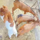 تيوس لأناث2 و الذكور2