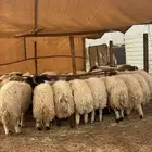 ذبايح نعيمي ذبائح حري ذبح وتوصيل