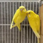 للبيع زوج بادجي (( تم البيع ))