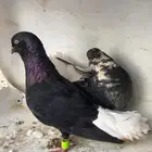 حمام شامي