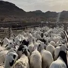 طليان سواكن شبيه الحري دمازين