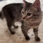 قطط للتبني ذكر وأنثى