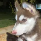 كلب هاسكي بيور