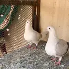 جوز زاجل تحتهم ( جوز فراخ )