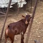 ماشاءالله تبارك الرحمن مشروع فحل اوشح عمره 8شهور