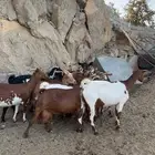 معزا حص دفع وقرايب