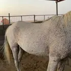 فرس شعبيه