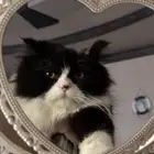 قطط للتبني مجانا