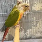 زوج كنيور اناناس