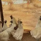 دجاج كويتي حباحب