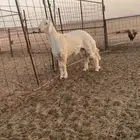 مشروع فحل حري
