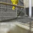 جوز روز لاتنتيو منتج شرط