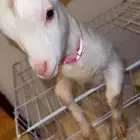 تيس قزمي صيني
