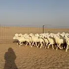 رخال حريات جذعات صنف