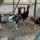 دجاج شامو للبيع