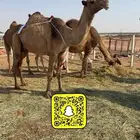 ذود صفر العدد 21