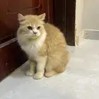 قط ذكر اليف لعوب تبني اللي يخاف الله فيه