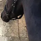 حصان عربي واهو