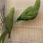 طيور دره