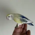زوج روز أليف تحته بيض للبيع