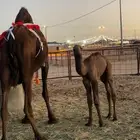 خلفه ام رابع تحتها قعود حليبها واجد هديه