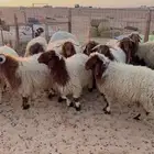 ذبائح نعيم حري هجين نجد ساكني تابي وتمارا( بريدة)