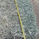 علف رودس طيب