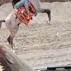 حصان شعبي حفيد مروان