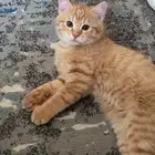 قطط للتبني