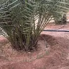 فروخ نخل شقراء الاسياح العدد حول 15