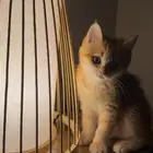 سكوتش ستريت ny24 ( متوفر تابي )