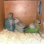 فروخ روز