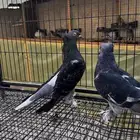 للبيع حمام تركي