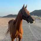 فرس للبيع