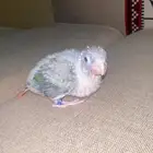 فرخ كنيور ( تم البيع)