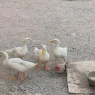 بط بكيني