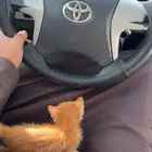 قط للتبني لون برتقالي