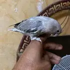 روزأليف هدداخلي