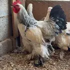 دجاج براهما كولمبي