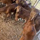 سواكن حمري تربية