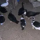 بط مصري