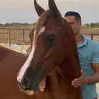 مهر واهو للبيع