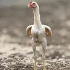 دجاج باكستاني فاخر