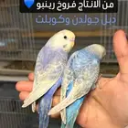 ازواج بادجي رينبو