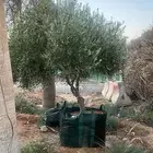 اشجار زيتون في مراكن للبيع